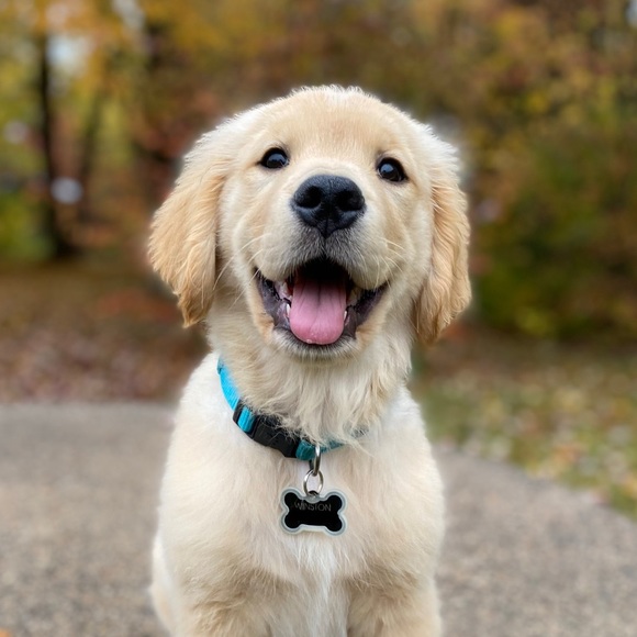 Meet your Posher, McKenna - Picture 2 of 2